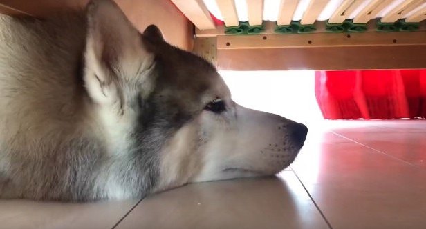 なぜそこなの？ベッドの下に顔を突っ込むのが好きな犬