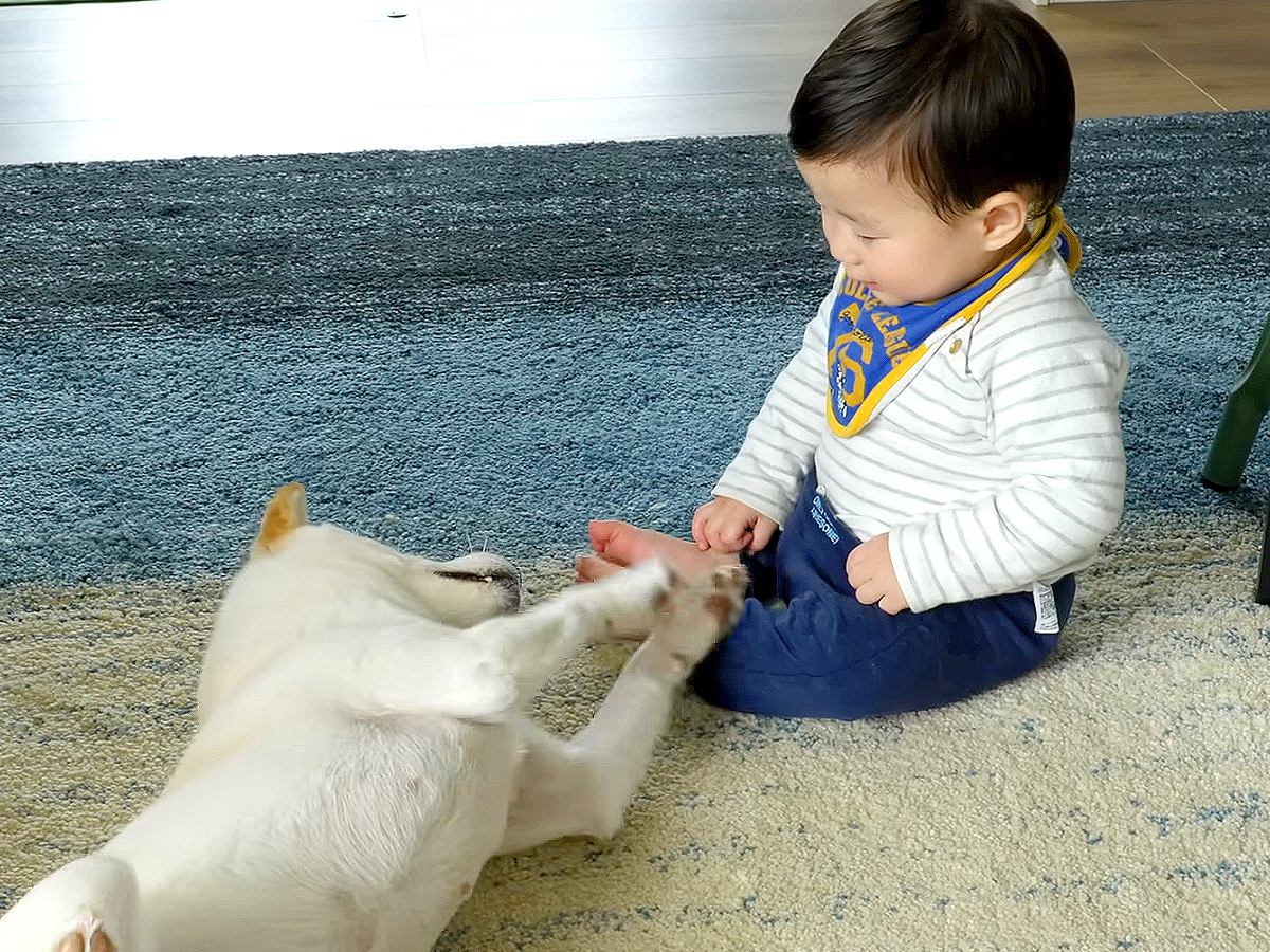 『赤ちゃんと遊びたい』3匹の犬が猛アピールした結果…大興奮してしまう"触れ合い"が37万再生「なんてやさしい子達」「かわいいの嵐」