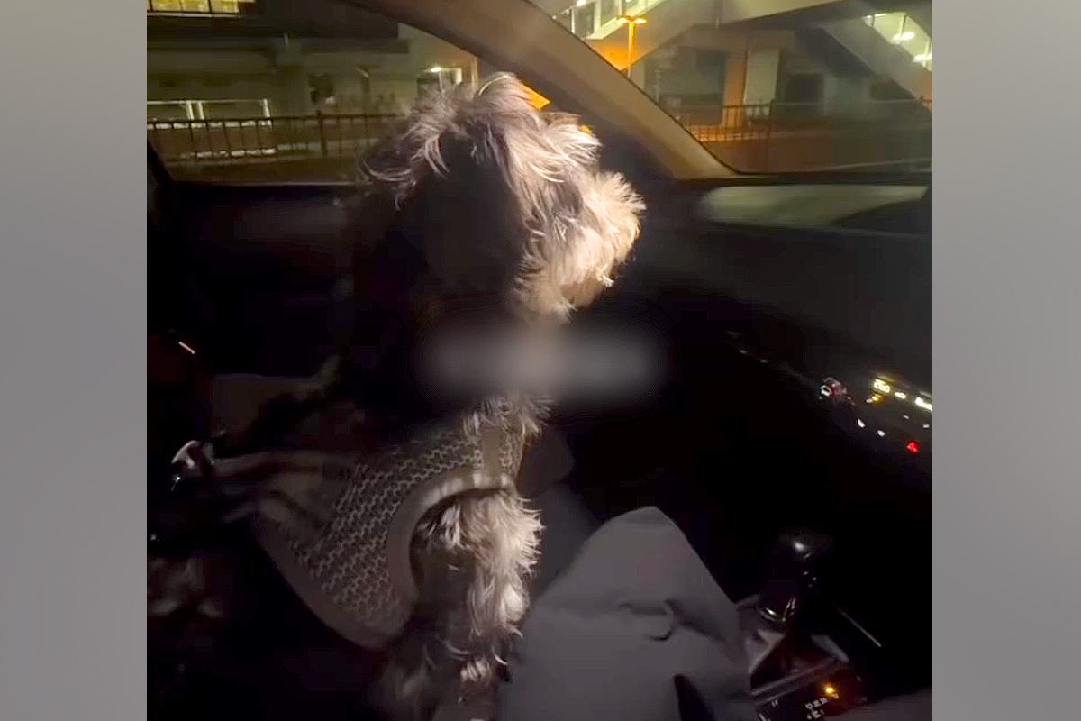 車で『お仕事帰りのママ』をお迎えにきた犬→見つけた瞬間、愛が爆発して…あまりにも尊い『おかえりの歓迎』に反響「疲れ吹っ飛ぶ」「可愛すぎ」