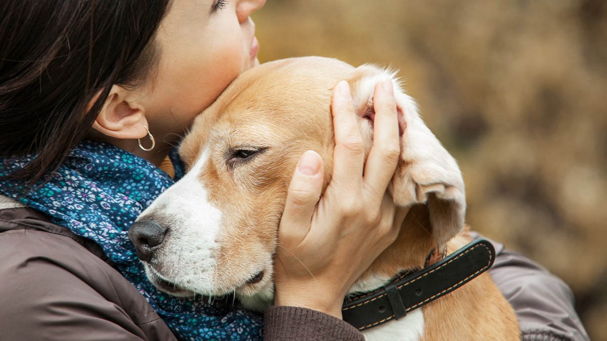 同居していた仲間に先き立たれ残された犬達が思う事