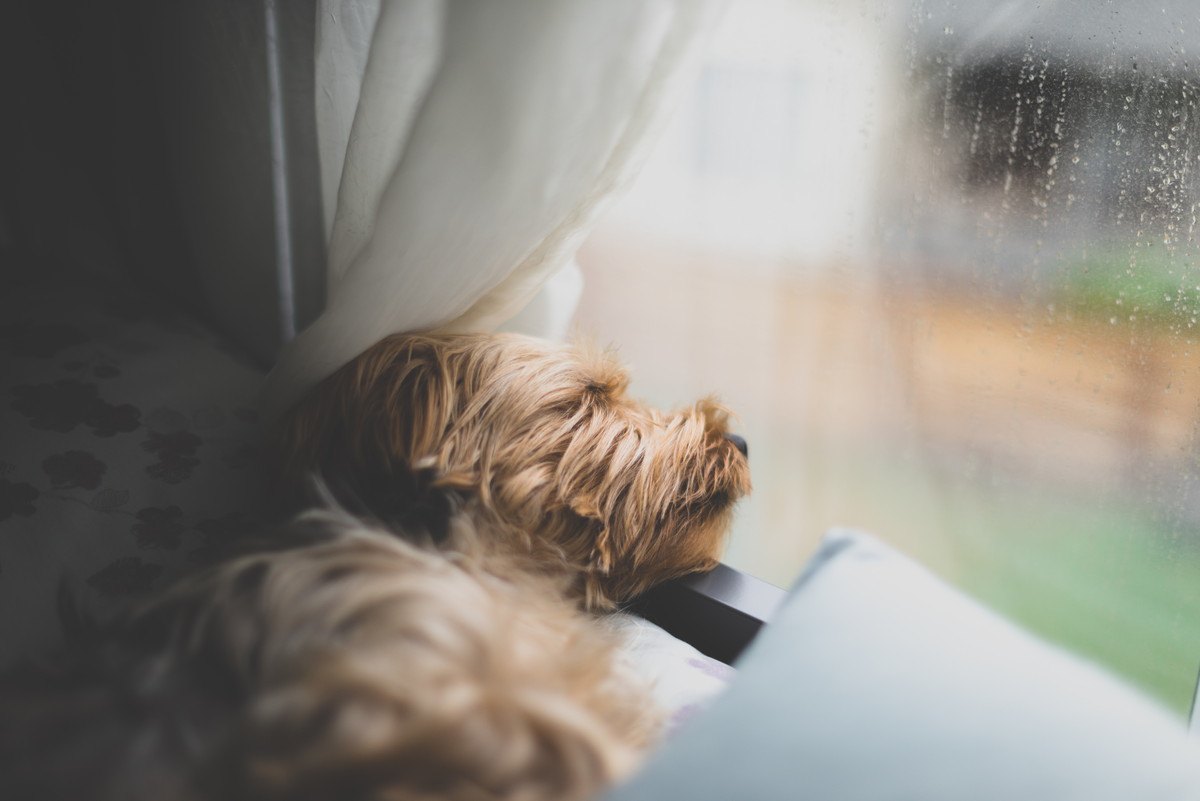 室内犬ならではの『ストレス4選！部屋飼いゆえに与えてしまう理由とは