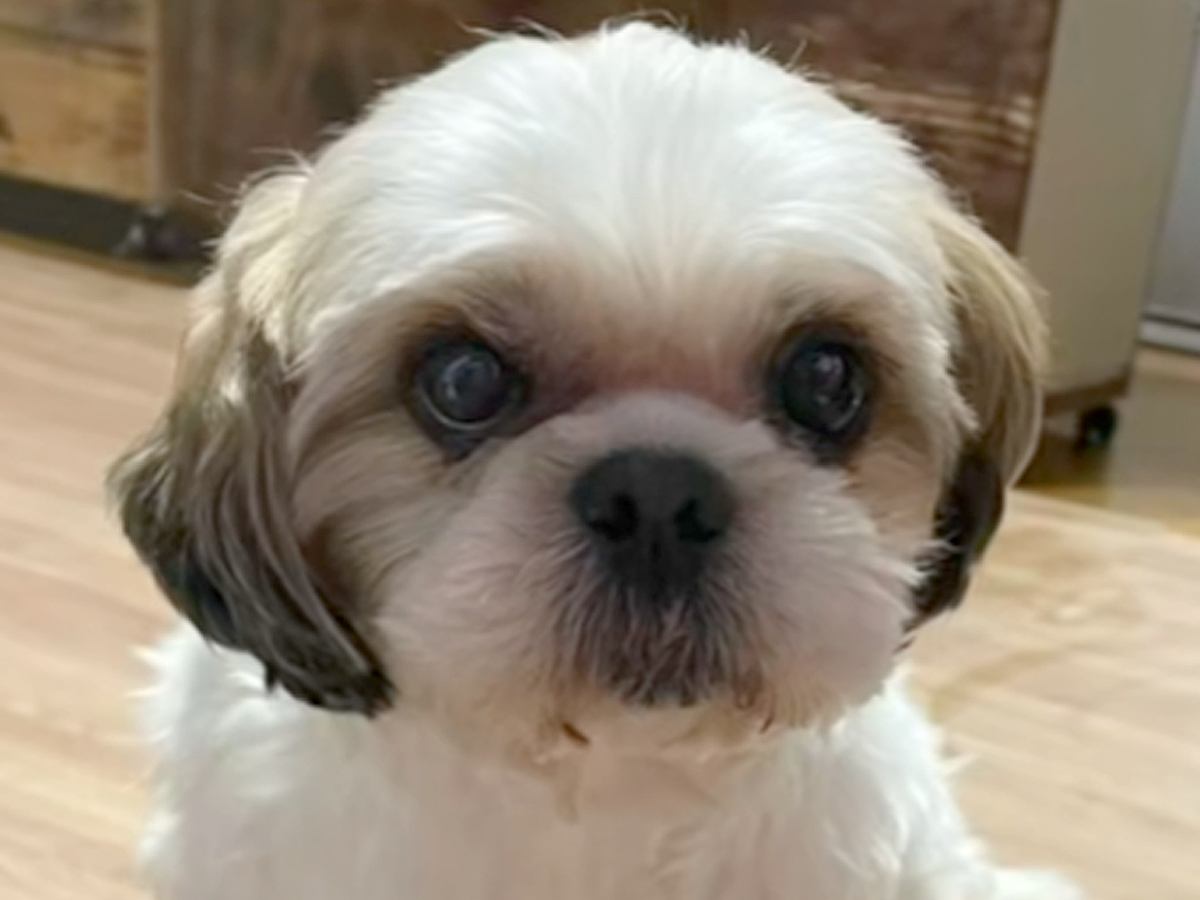 『表情がなく、体も変色していた保護犬』を家に迎えたら…1年3ヶ月後→同じ犬とは思えない『涙あふれる光景』に「表情が物語ってる」と感動の声