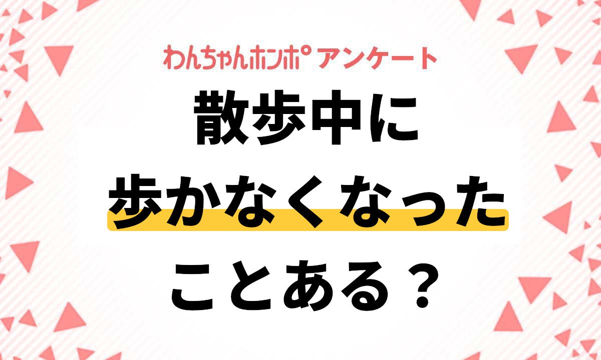 【アンケート実施中！】犬が散歩中に歩かなくなったことってある？