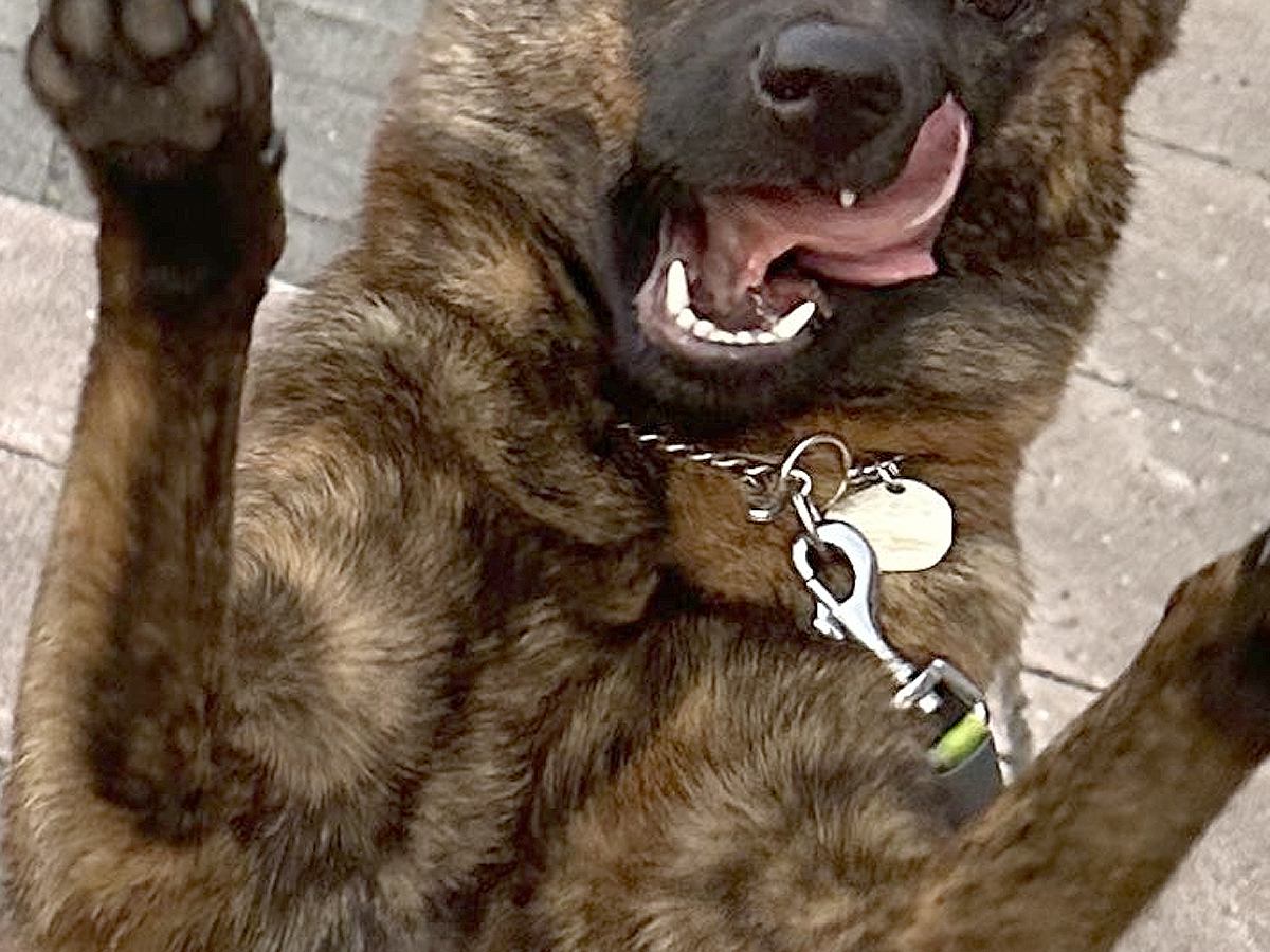 『花壇の写真を撮りたかったのに…』なぜかめちゃくちゃ邪魔をしてくる犬→溢れ出る『陽キャ感』に3万いいね集まる「自信凄いｗ」「たまらん」