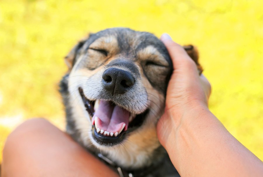 犬の心に寄り添った「撫で方」を意識しよう