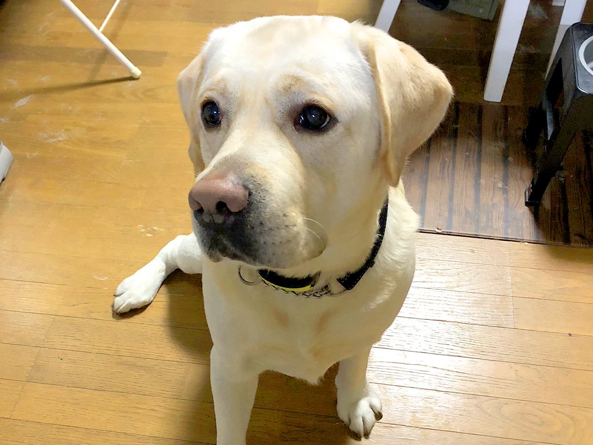 『大型犬が想像よりも大きく育った』と思っていたら…3年後に発覚した『衝撃の事実』が313万回表示「人間はチョロいｗ」「キョトン顔で草」