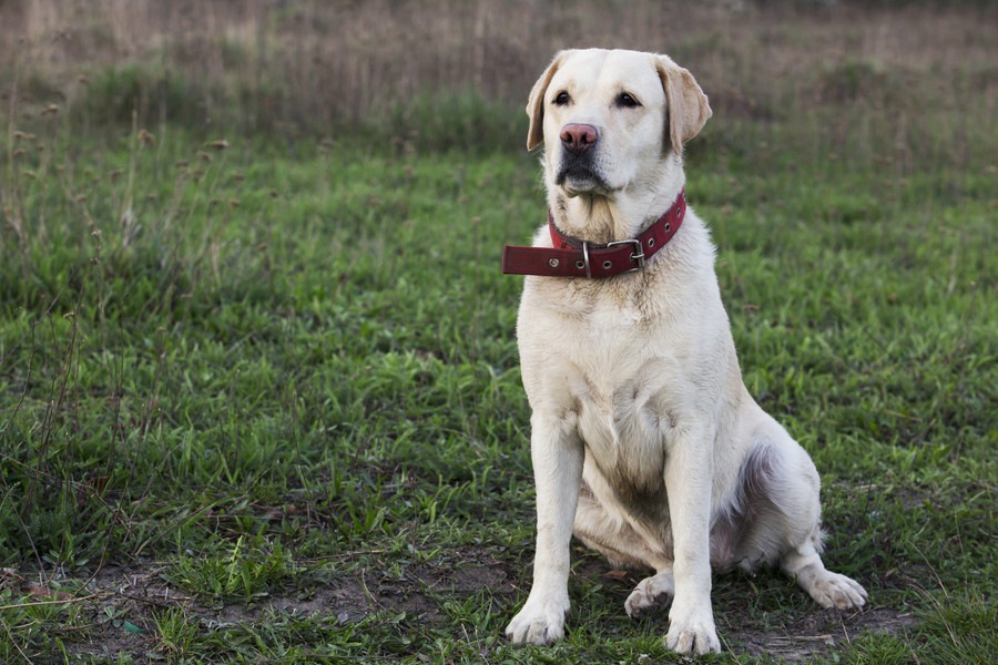 犬が「お姉さん座り」をしていたら注意が必要かも？