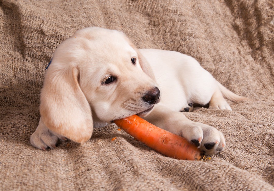 犬は腐ったものを食べても大丈夫？食べてしまったときの対処法とは