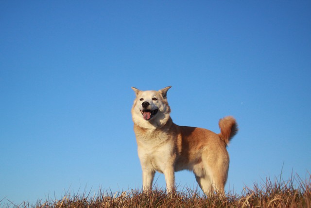 愛犬が元気で健康的に過ごすための4つの方法