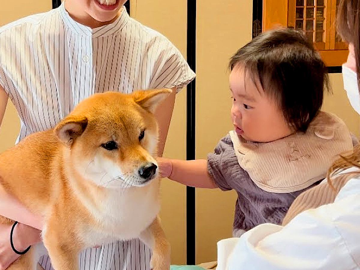 赤ちゃんが『初めて犬を見た』結果…犬たちによる『まさかの対応』が優しすぎると61万再生「空気読んでてスゴイ」「なんてお利口なの」