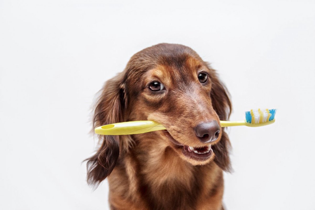 ザクロエキスを使ったデンタルケア用品が犬の歯を健康に保つ【調査結果】