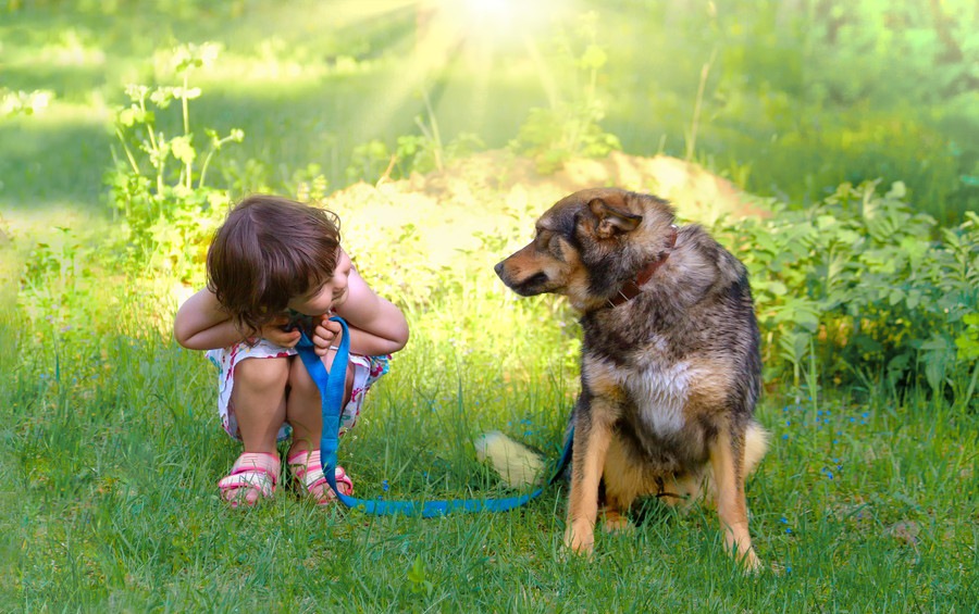 子供をあやしてくれるときの犬の気持ちとは？