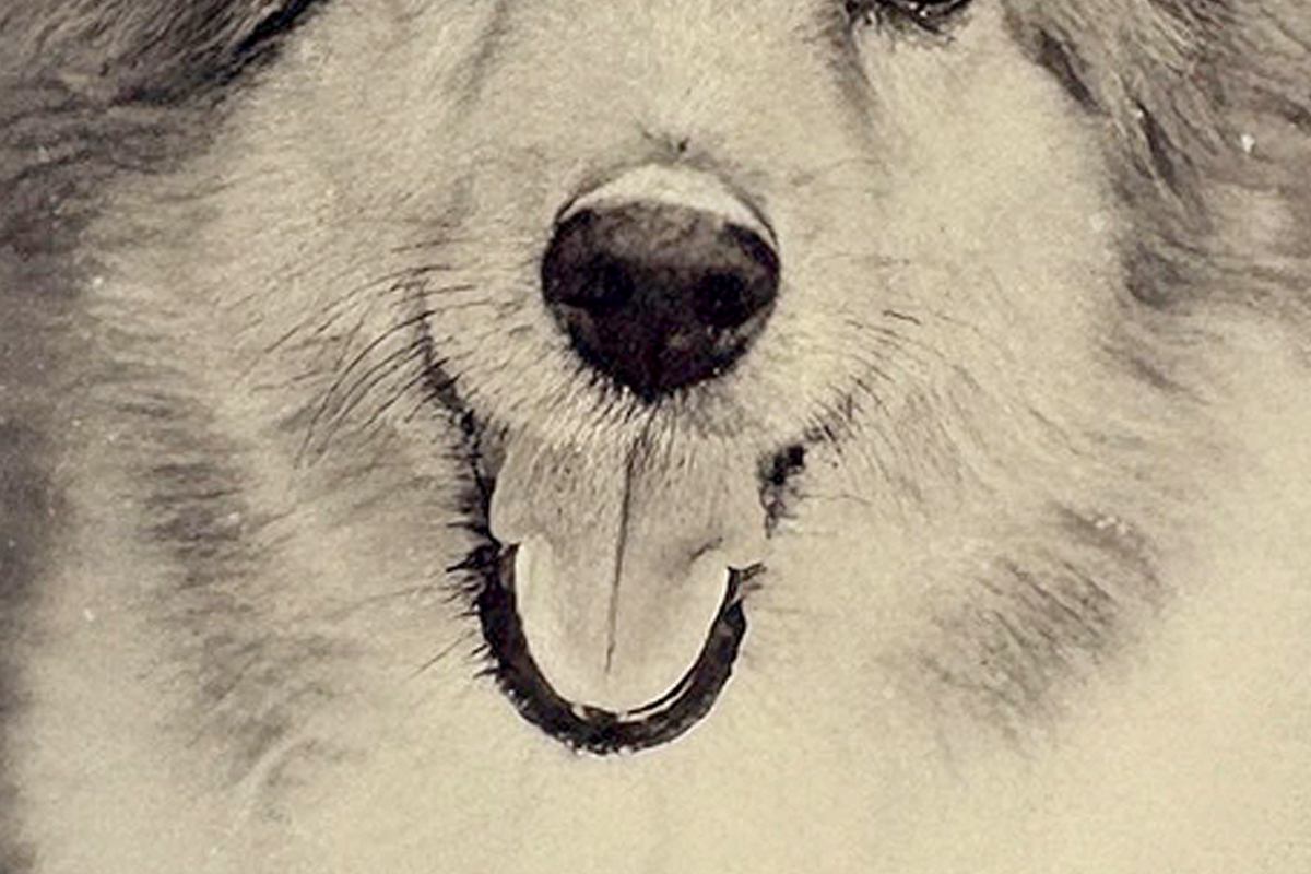 写真の整理をしていたら『20年以上前に撮った愛犬』を発見→よく見てみると…『まさかの気付き』に9万いいね「ダメだ泣ける」「大好きって顔」