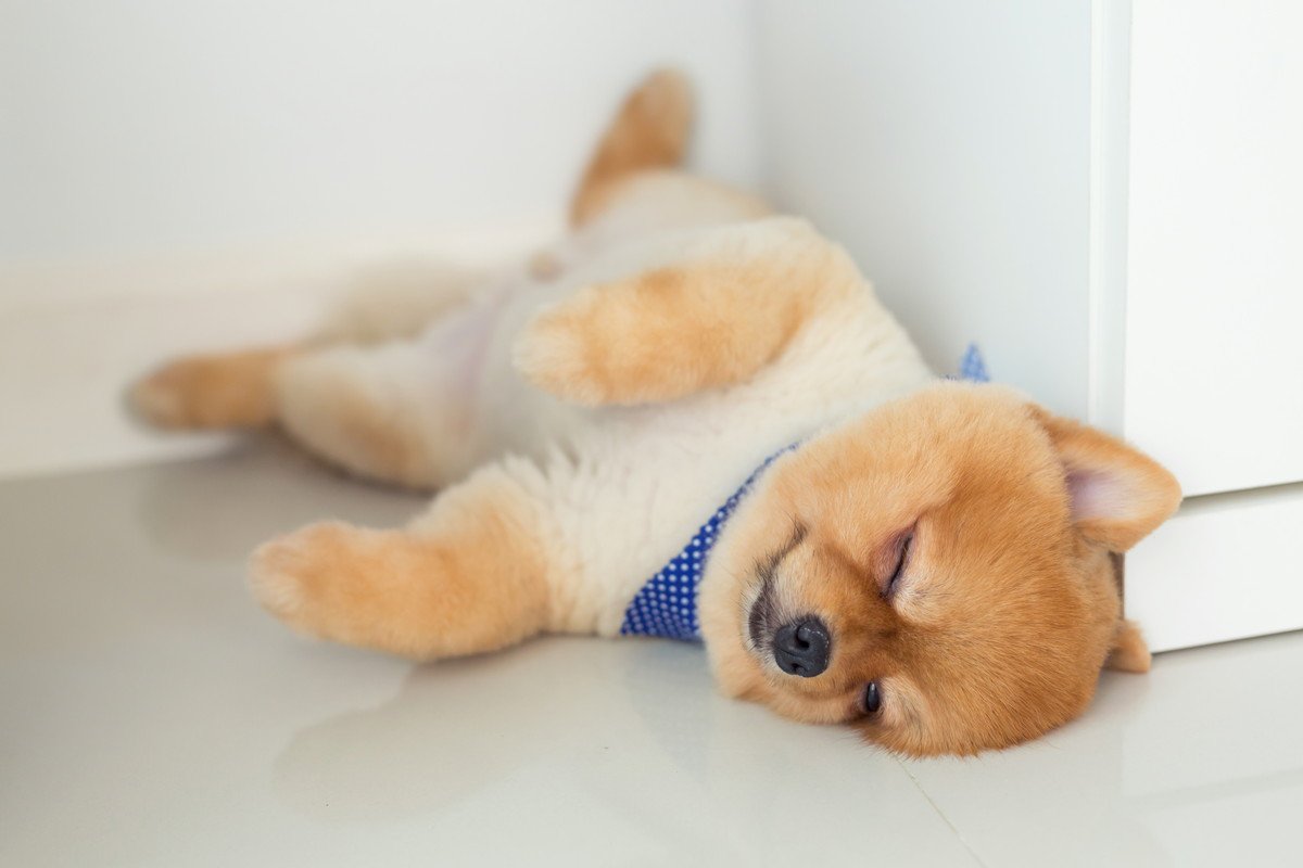 なぜ犬は寝る場所を変えるの？4つの心理と快適な寝床を解説