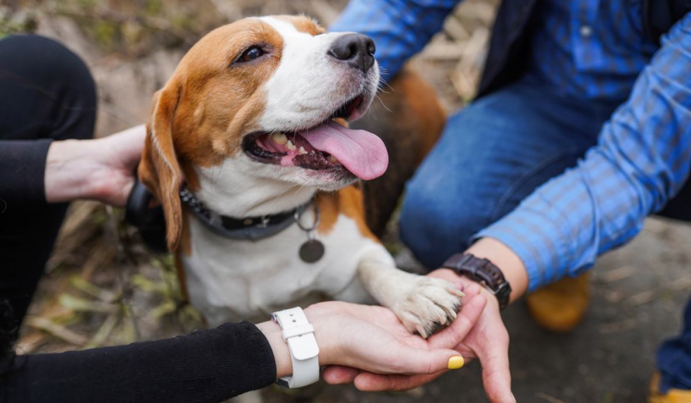 『愛されている犬』の特徴４選♡愛情を受けて育っているワンコの共通点