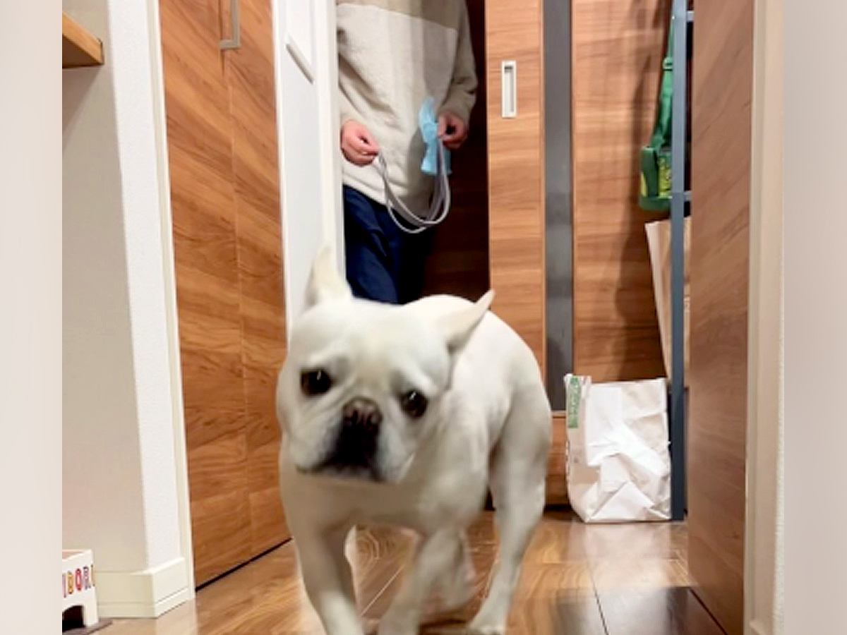 『絶対散歩に連れて行きたいお父さん VS 絶対行きたくない犬』→あの手この手を繰り出す『仁義なき戦い』に爆笑「声出して笑った」と5万再生