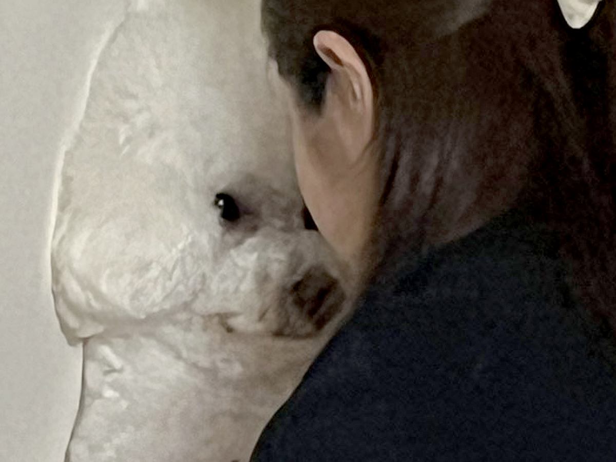 家に遊びに来た妹→なぜか犬と揉めごとが起こり…まさかの『コントのような光景』に41万いいねの大反響「中身は綿ですか？」「同化してて草」