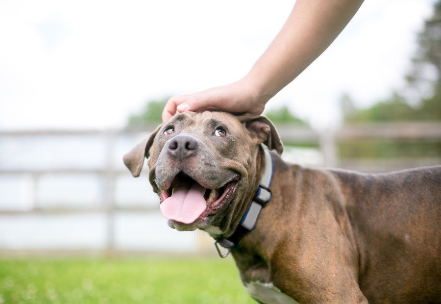 犬が『幸せ』を感じる行為５選！普段からコレを意識して愛情を降り注いで♡