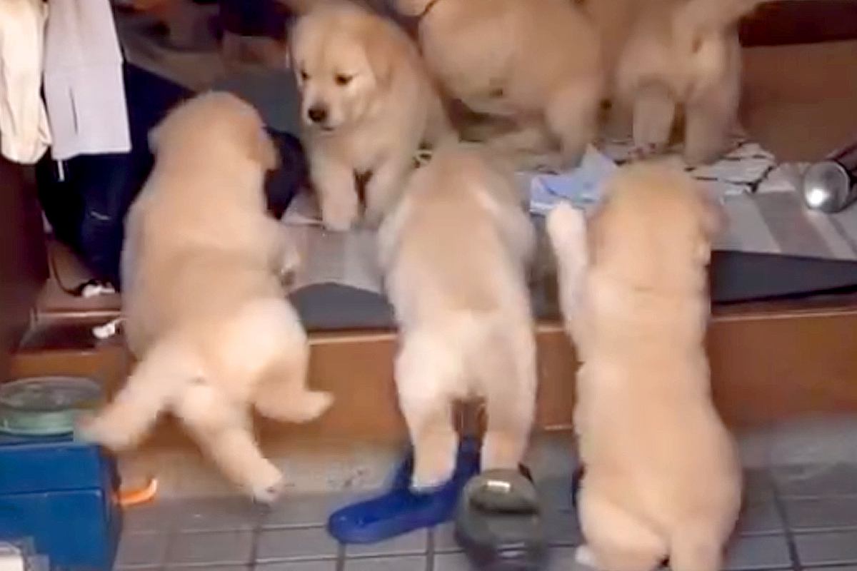 玄関先にいた7匹の子犬→ご飯のため『お皿をカンカン鳴らした』結果…天国のような『わちゃわちゃな光景』が14万再生「反則」「モフモフ大渋滞」