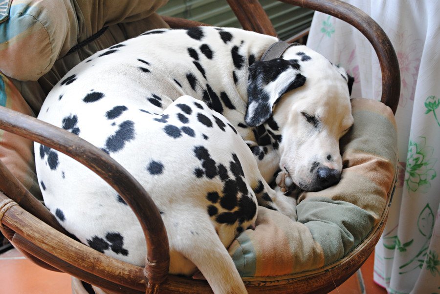 犬が『そっとしておいて欲しい時』に見せる仕草や態度５選