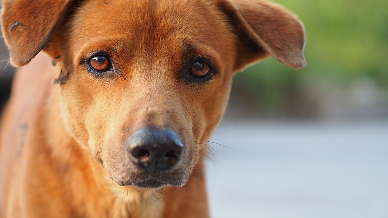 犬の精巣腫瘍について┃原因や症状、予防法まで