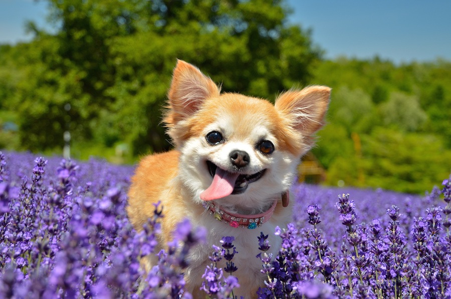 犬は何歳から長生きといえるのか？