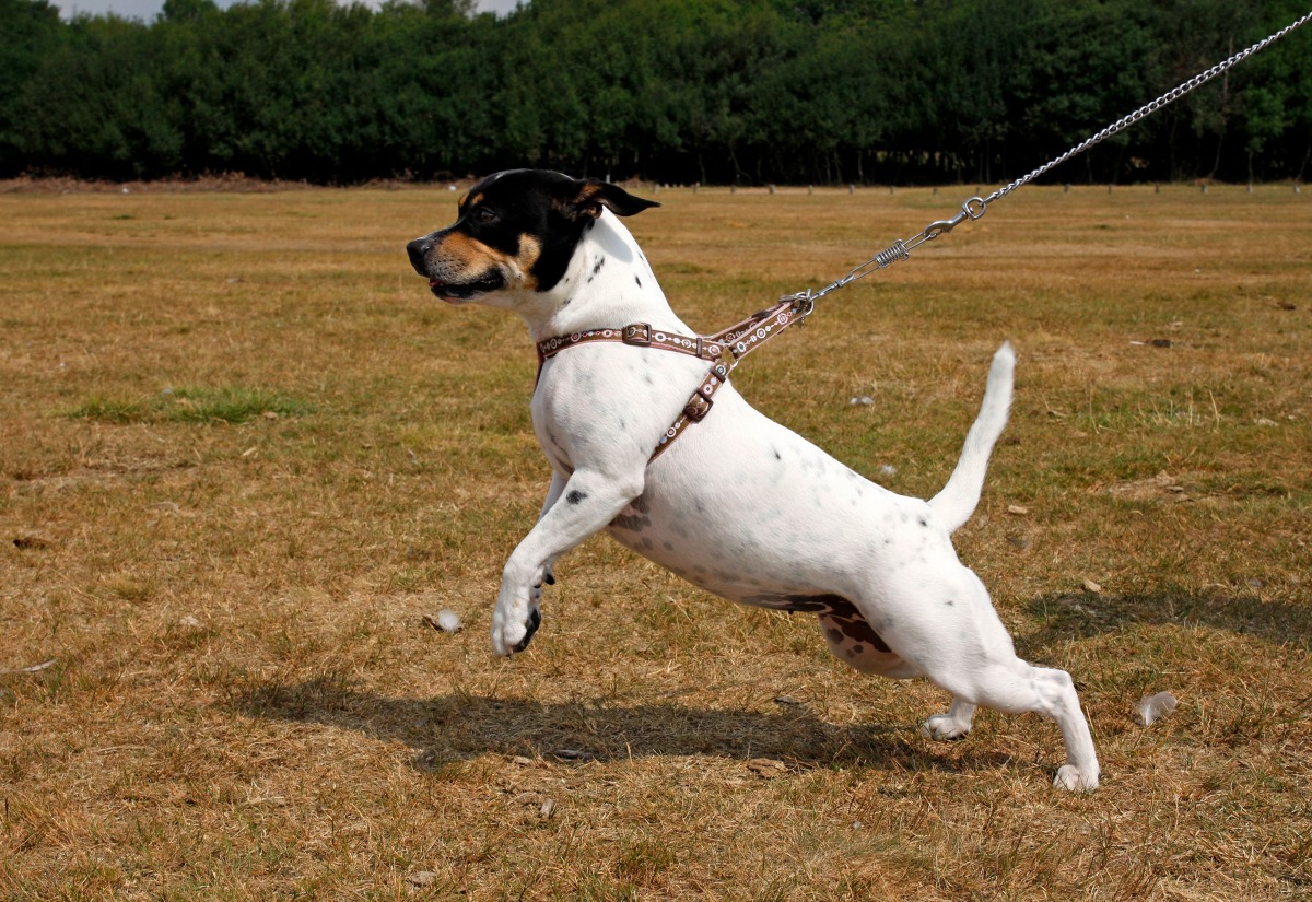 えっ！？これもマナー違反？愛犬の散歩中に気をつけたいこと