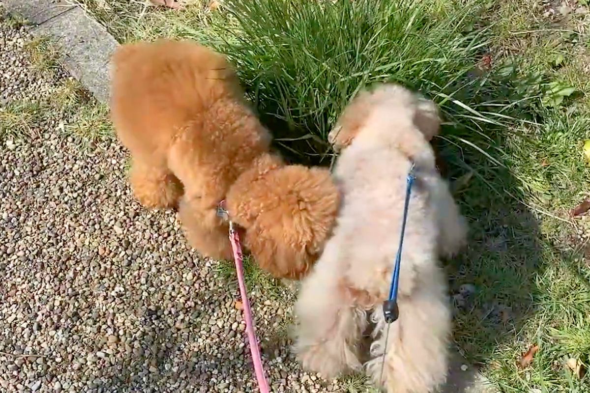 『突然パパがいなくなったら、犬たちはどうするか』を検証した結果→『探してくれる』と思いきや…まさかの展開に「元気出してｗ」「笑った」の声
