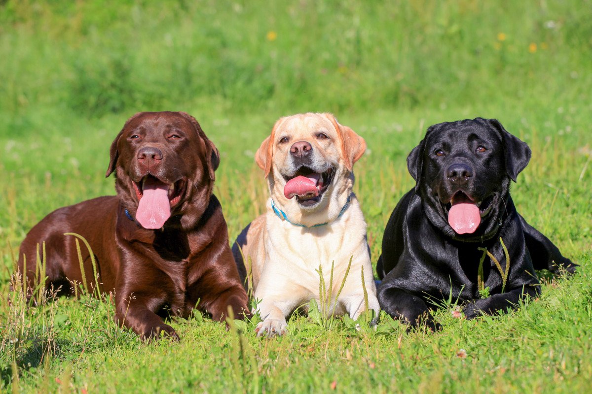 『優しい犬種』5選　温厚と言われている理由やそれぞれの性格・特徴までご紹介