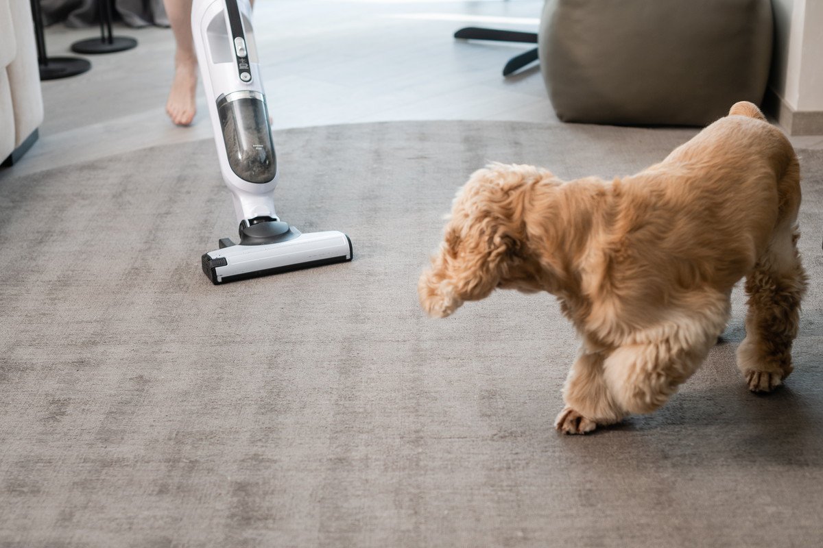 犬が驚いたときにみせるサイン4選　ビビリなワンコの共通点や暮らしの中で注意すべき行動まで