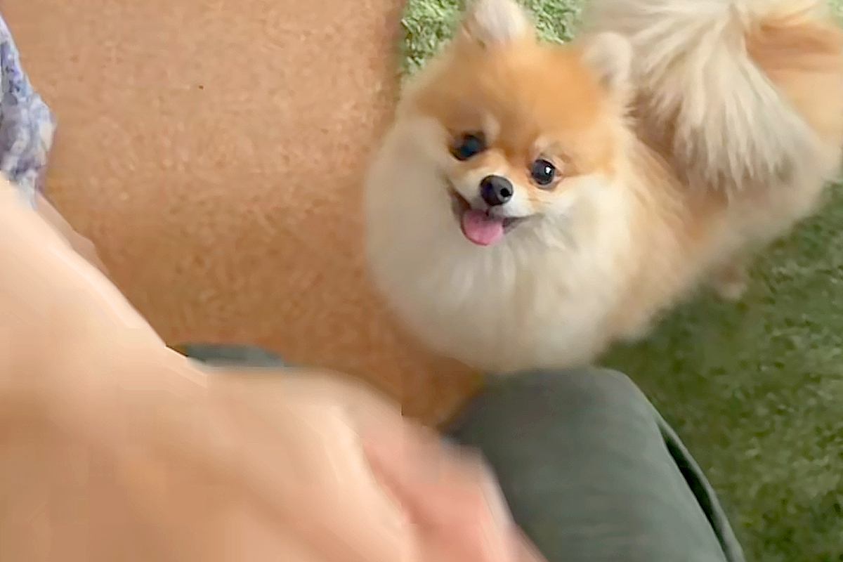 『犬はパパとママ、どっちを守るのか？』検証してみた結果→互いに叩くふりをしてみると…まさかの『態度の差』に反響「面白いｗ」「可愛くて最高」