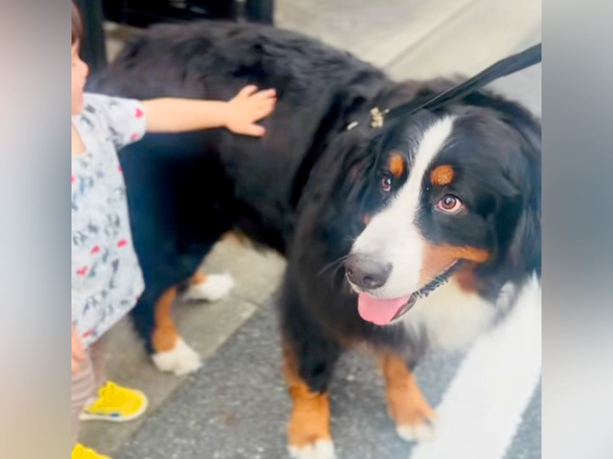 散歩中、男の子に出会った超大型犬→撫でてもらっていたら…あまりにも平和な『まさかのハプニング』が18万再生「全部が可愛い」「幸せ空間」