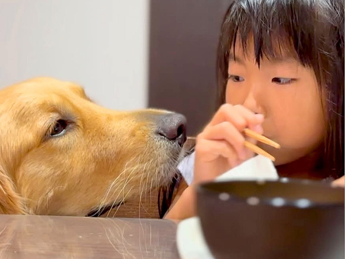 女の子がご飯を食べていたら、隣に大型犬が寄ってきて…おねだりをする光景と『まさかのなだめ方』が35万再生「優しくて尊い」「ほっこり」