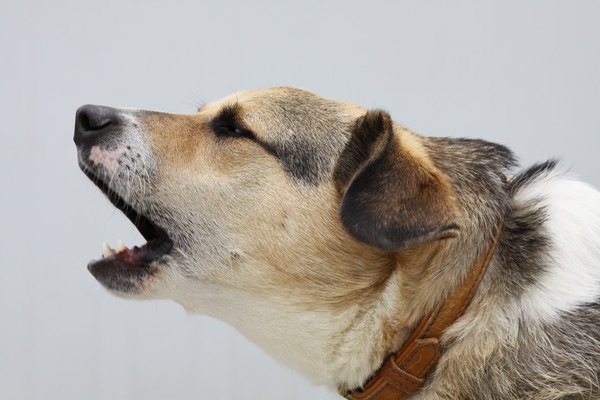 犬の甘え鳴きについて