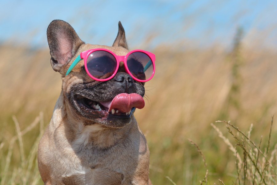 犬の『暑いサイン』3選！必ず見極めて熱中症予防を！