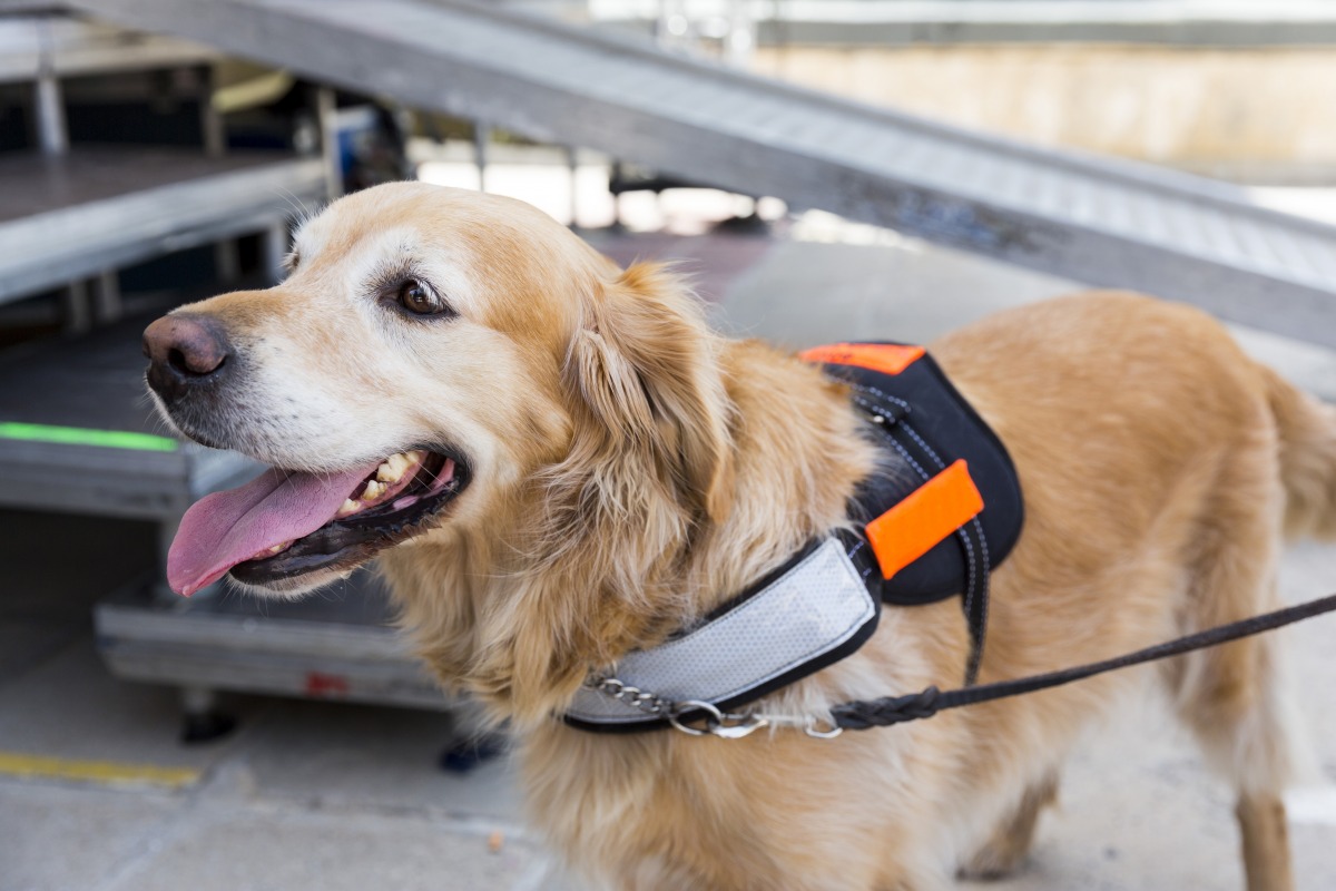 えっ⁉いまだに起きているの⁉ 補助犬同伴が拒否されてしまう実態とは