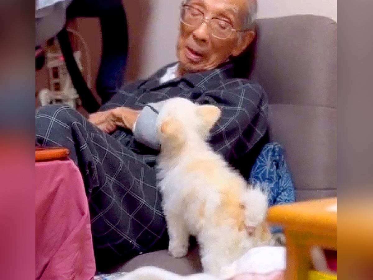 95歳のおじいちゃんが退院、3週間ぶりに再会した犬が…『想像以上の反応』に涙が止まらないと話題「表情で泣いた」「健気すぎる」と2万再生