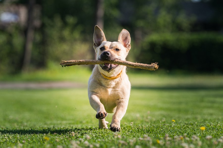 NZのドッグパークにオープンした犬のための『木の枝図書館』