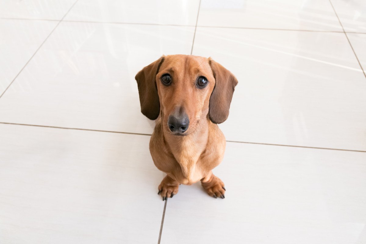 犬の怪我やトラブルを招く『危険な床』に要注意！3つの特徴やすぐにやるべき対策法までを解説