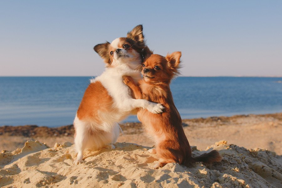 犬の多頭飼いで注意すべき生活のポイント５つ