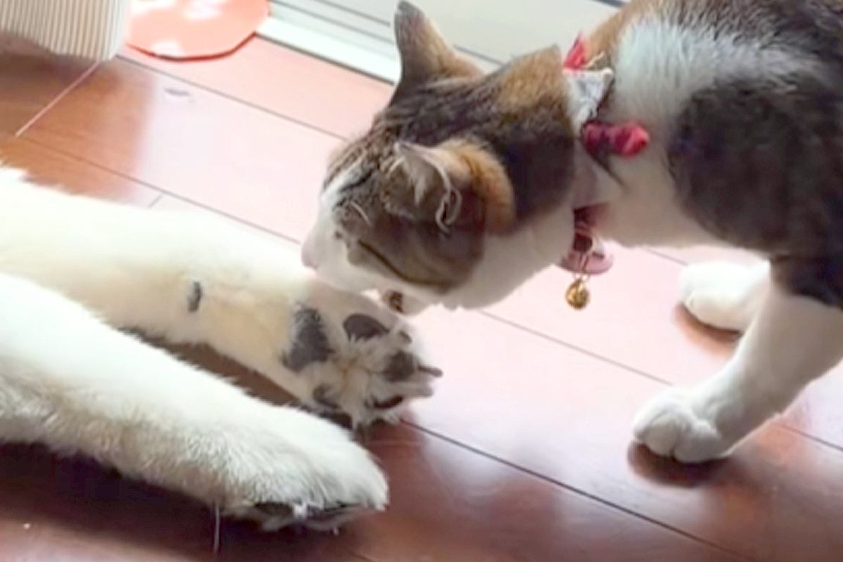なぜか『大型犬のおてて』を食べようとする猫→怒られても続けて…微笑ましい『仲良しな光景』が274万再生「なんで食べたいのｗｗ」「最高」