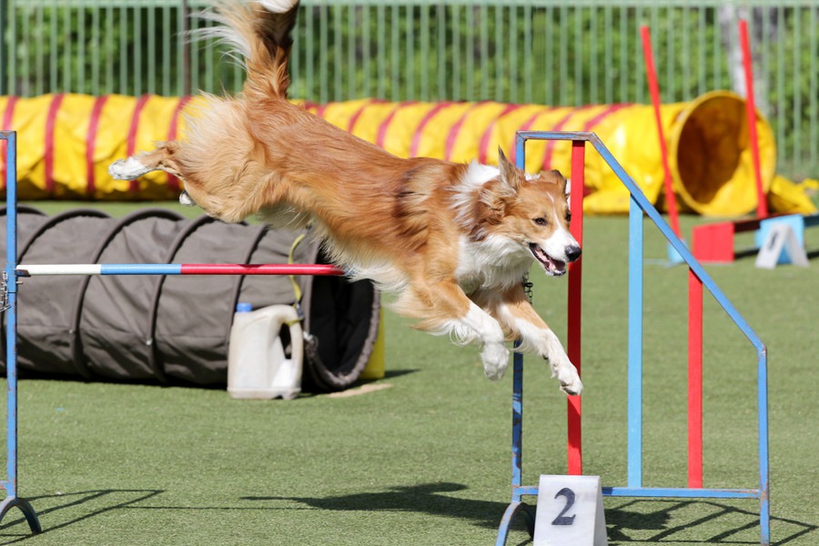 犬のアジリティとは？内容や向いている犬種について