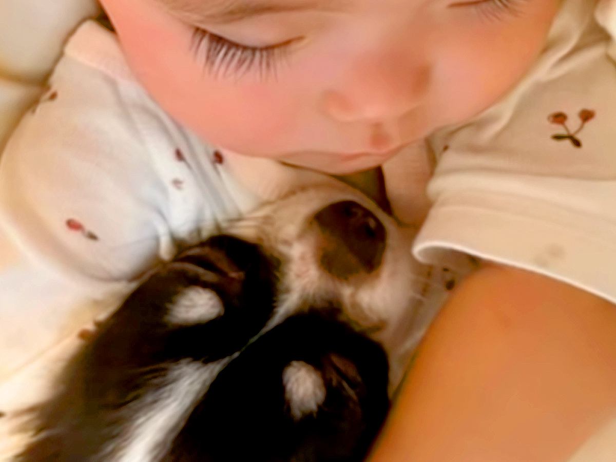 赤ちゃんがお昼寝していたら、犬がもぐりこんできて…破壊力が高すぎる『圧倒的に尊い光景』が76万再生「絆感じる」「幸せしか詰まってない」