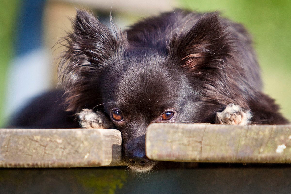 犬が穴に鼻を突っ込む「5つの理由」 なぜ犬は狭い場所に鼻を押し付けるの？