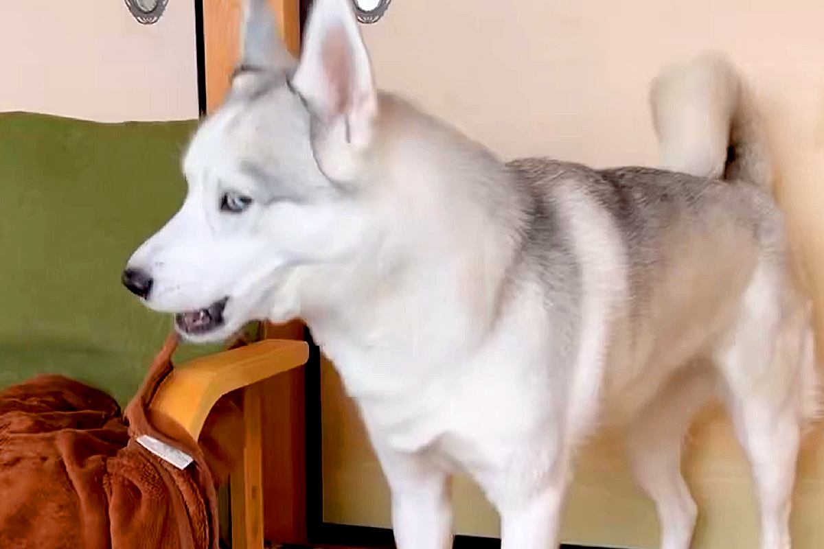 家ではイキっているハスキー犬が『病院に行く直前』になった途端…落差が激しい『ビビりすぎな光景』に1万いいね「うちの子と一緒で草」「好きｗ」