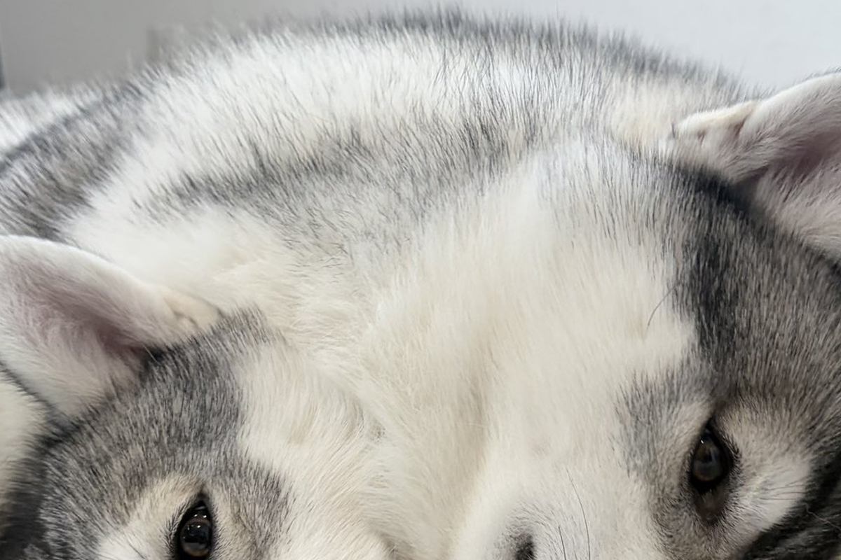 2匹のハスキー犬が『ぴったりくっつき過ぎた』結果→完全に一体化して…『衝撃的な光景』に13万いいね「境目がわからんｗｗ」「一瞬ビビった」