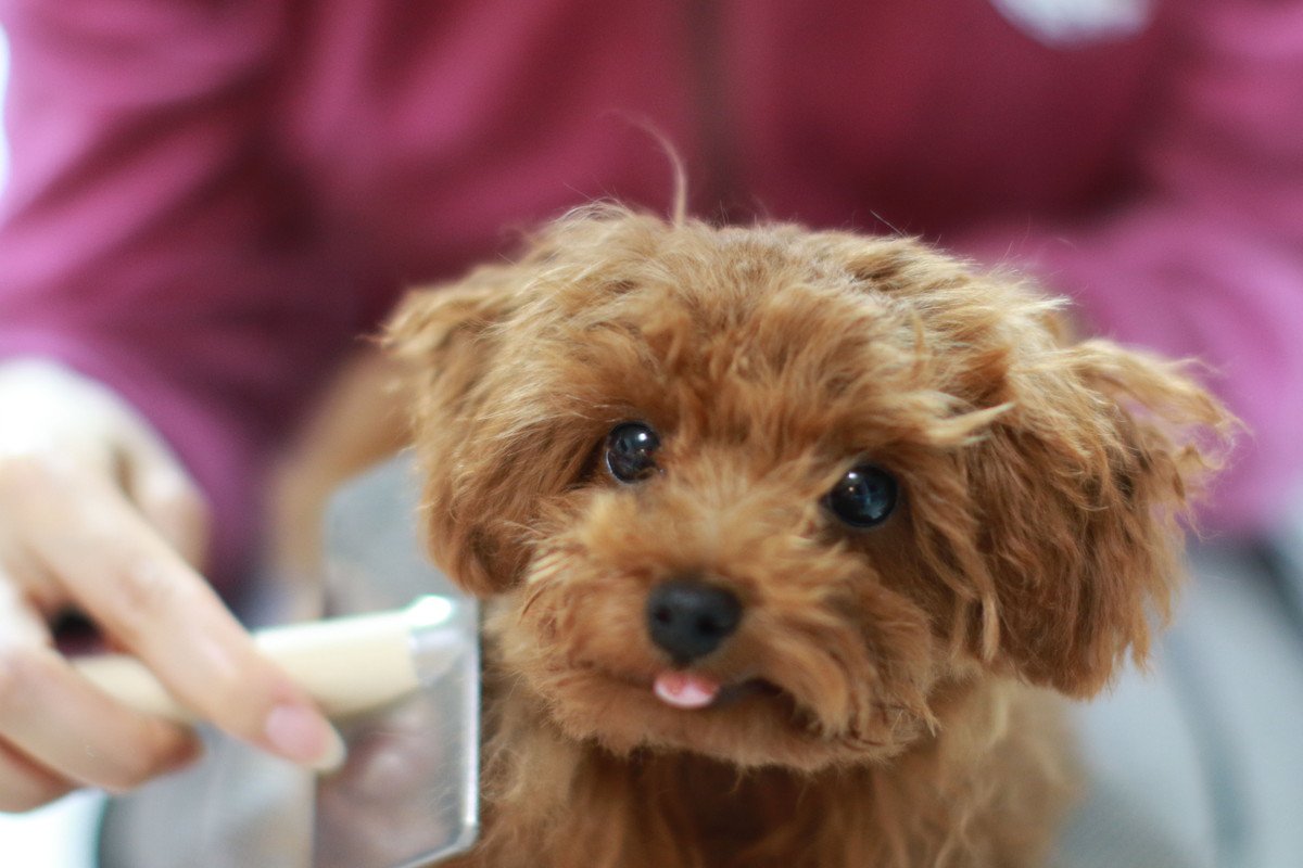 犬のお手入れ道具はこだわるべき？ケアの負担を減らせる選び方のポイントとは