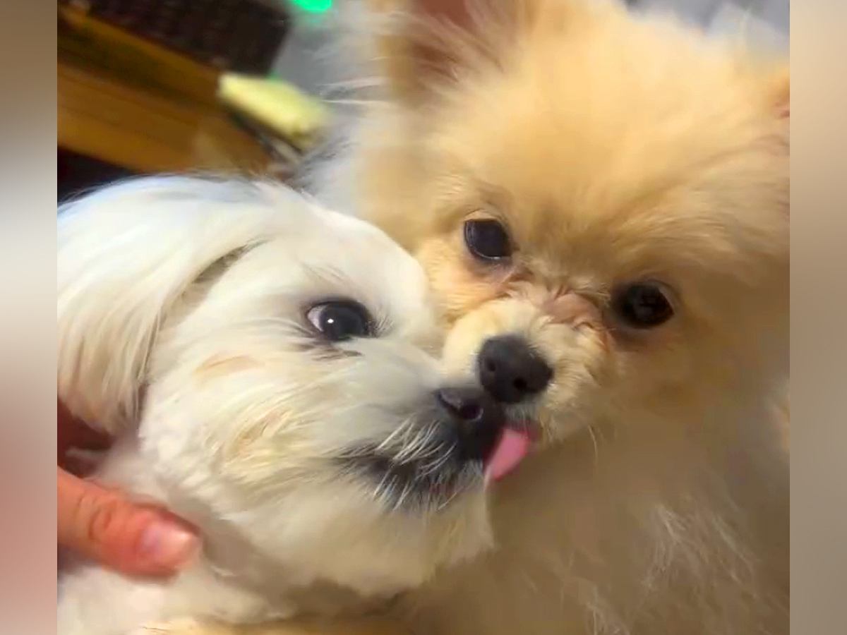 同居犬が亡くなり落ち込んでいた犬→新しい家族が増えたら…感動的な『現在の光景』に「幸せそうで素敵」「一緒に幸せになって」と反響