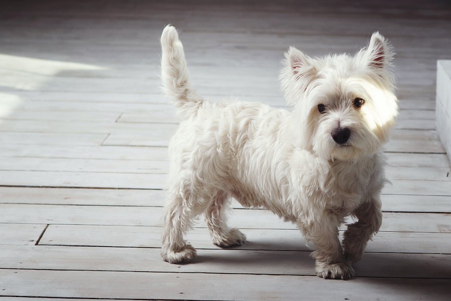 犬が呆れている時の仕草や態度５つ