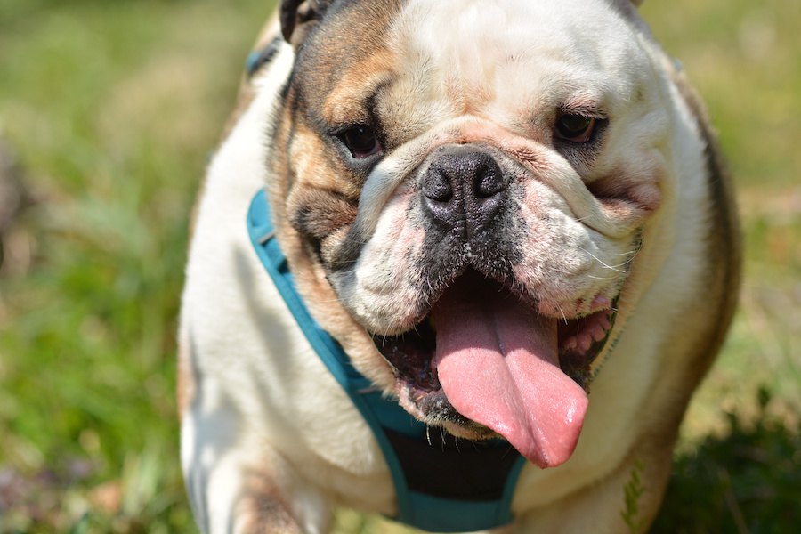 暑いのが苦手な犬種４選！特に夏に弱いのはどのワンコなの？